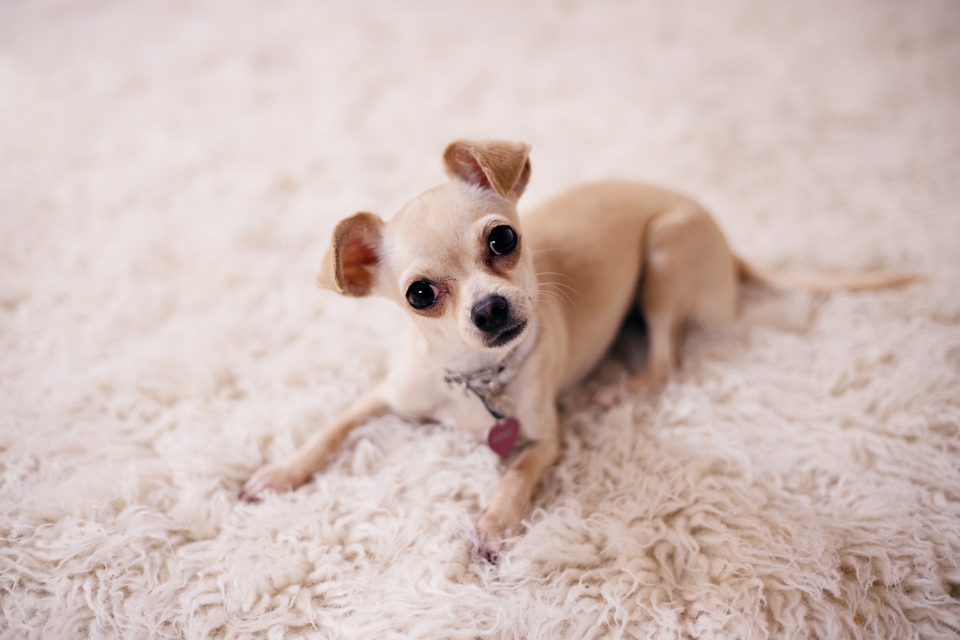 保護犬の里親になる条件が厳しい時はどうすればいい