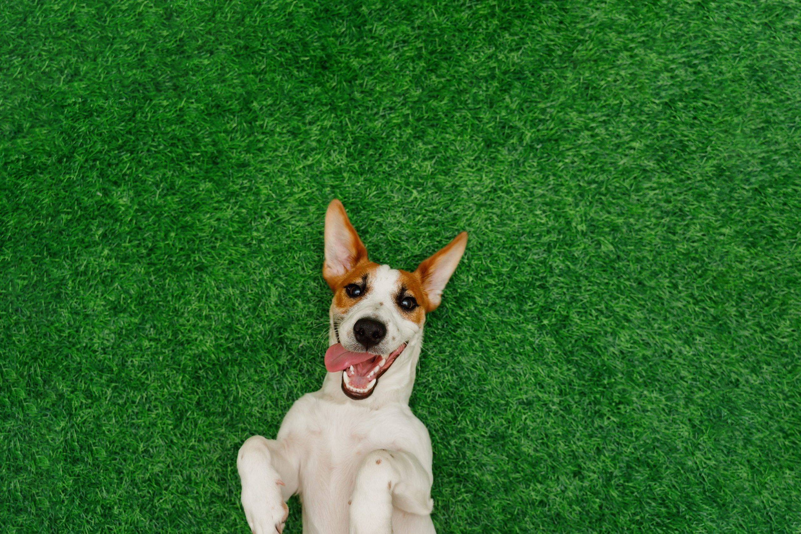 保護犬の里親になる条件が厳しい時はどうすればいい