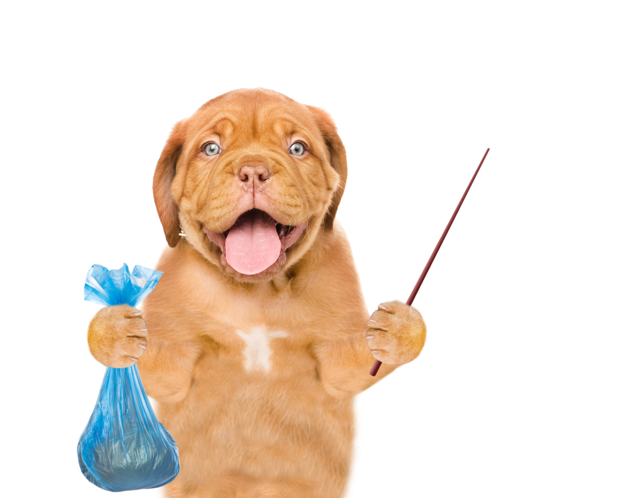犬の噛み癖 マーキング 食糞を防止する手作りスプレー５選