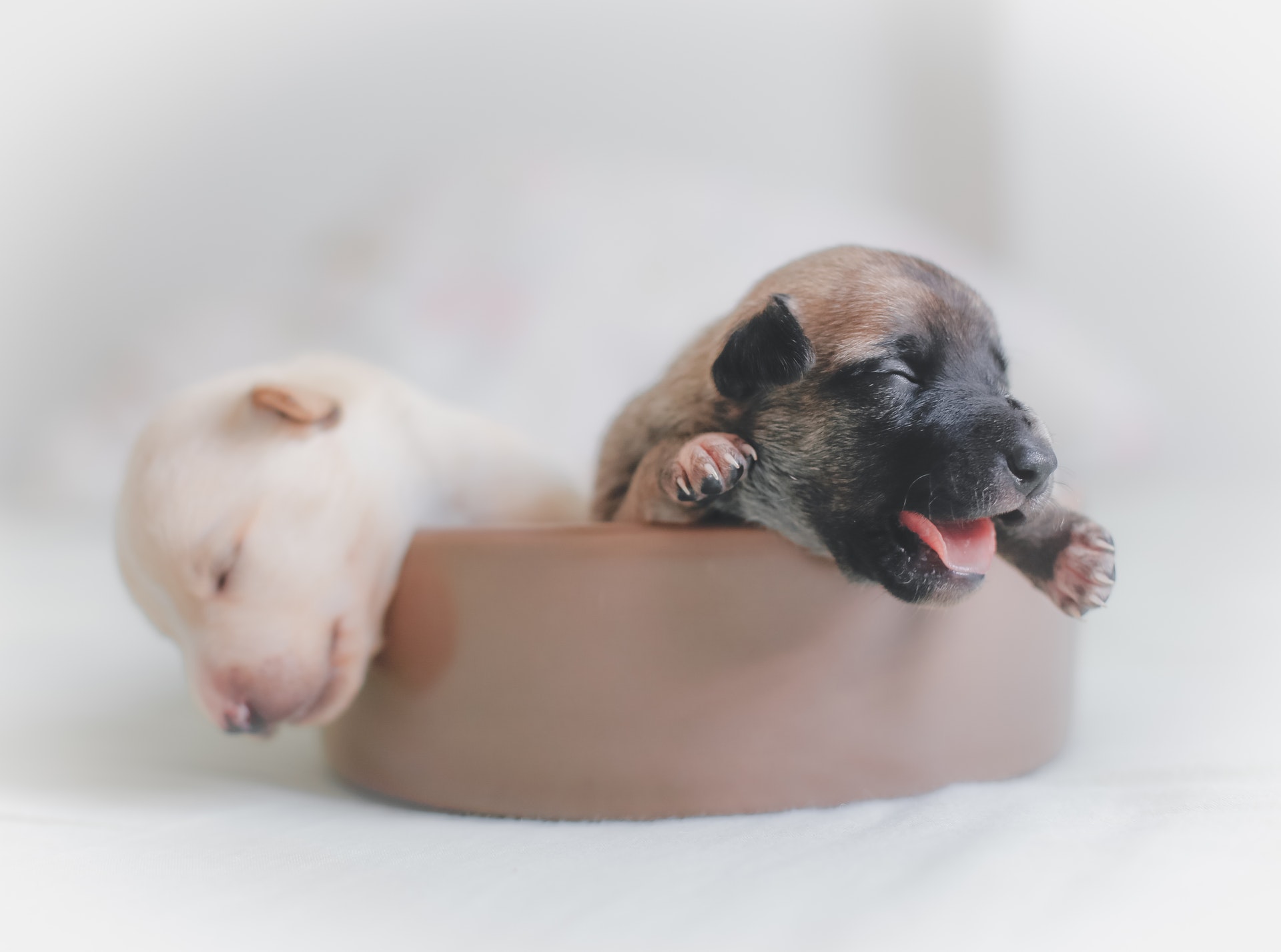 保護犬の里親になる条件が厳しい時はどうすればいい