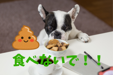 犬の噛み癖 マーキング 食糞を防止する手作りスプレー５選