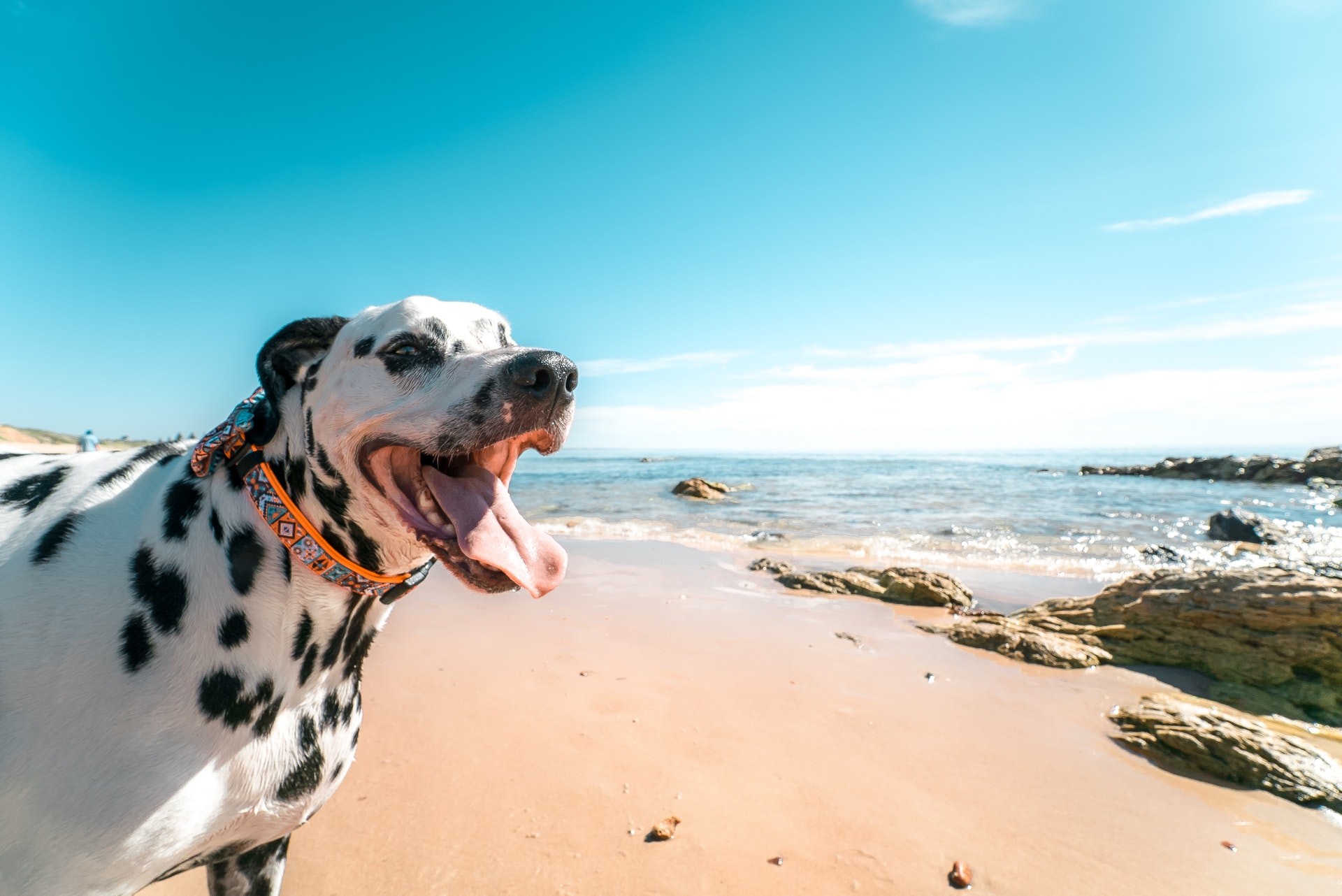 愛犬と暮らしたい街ランキング