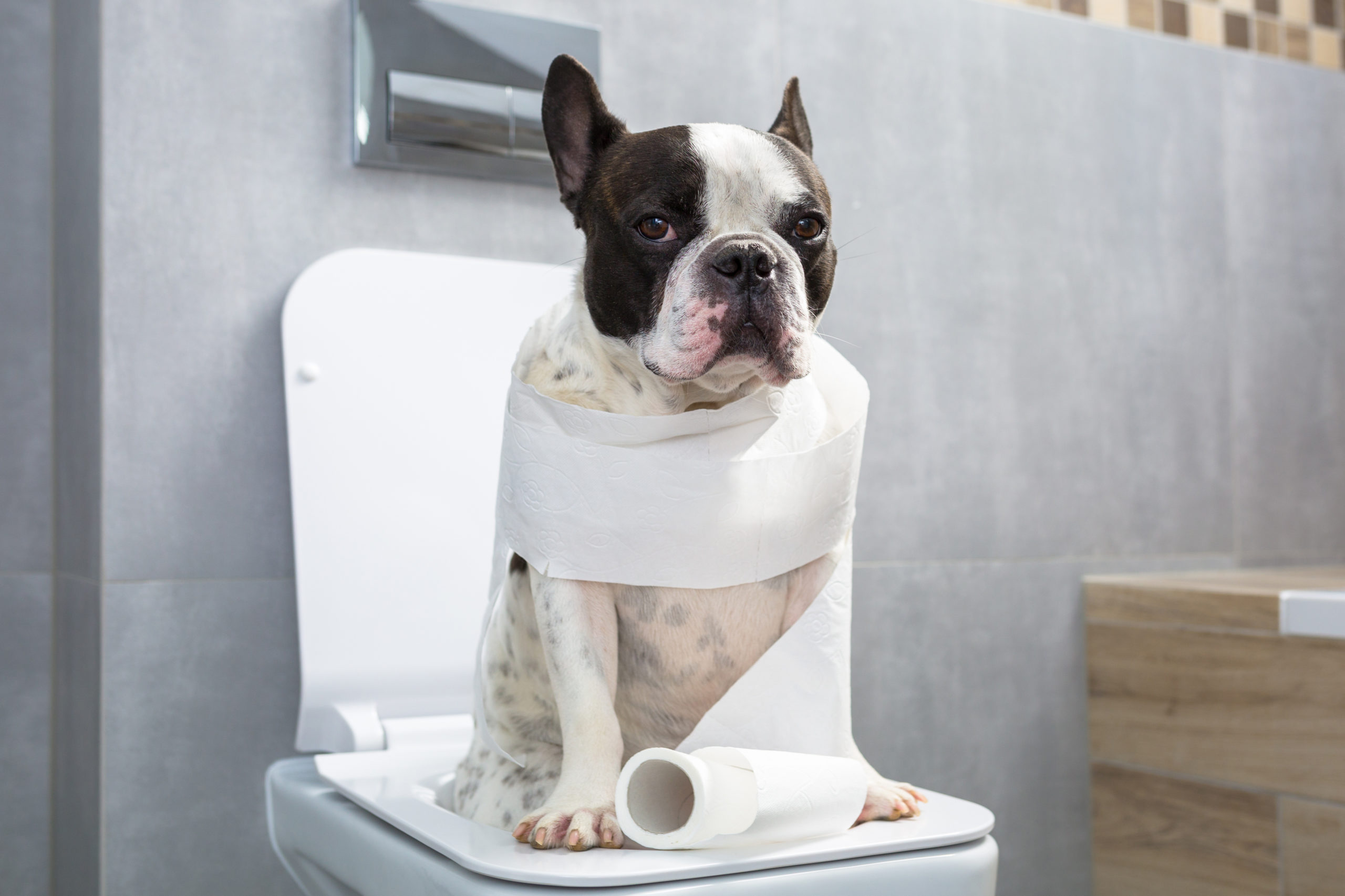 成犬のトイレのトレーニング 】100均にあるアイテムでトイレの囲いを作り覚えさせる方法
