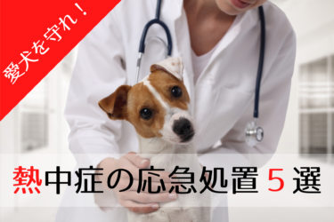 【 犬の熱中症 】予防と応急処置｜大切な命を必ず守る５つの方法