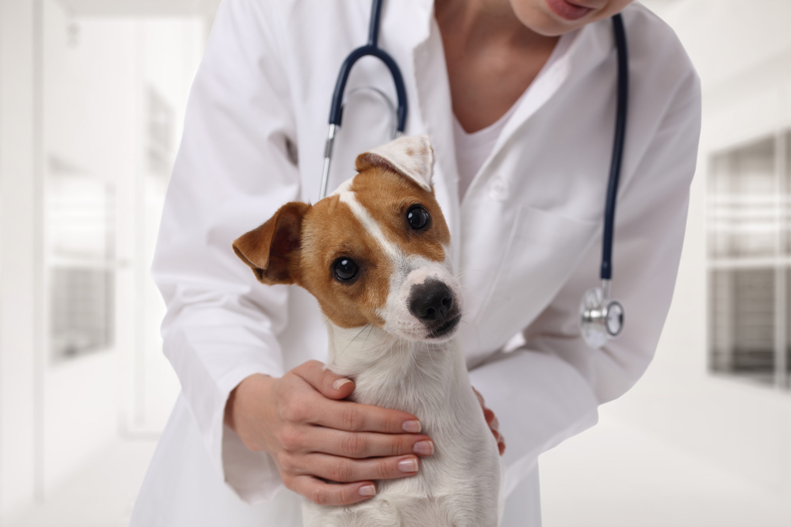 犬のワクチン｜子犬のスケジュール、ワクチン種類表や値段をご紹介