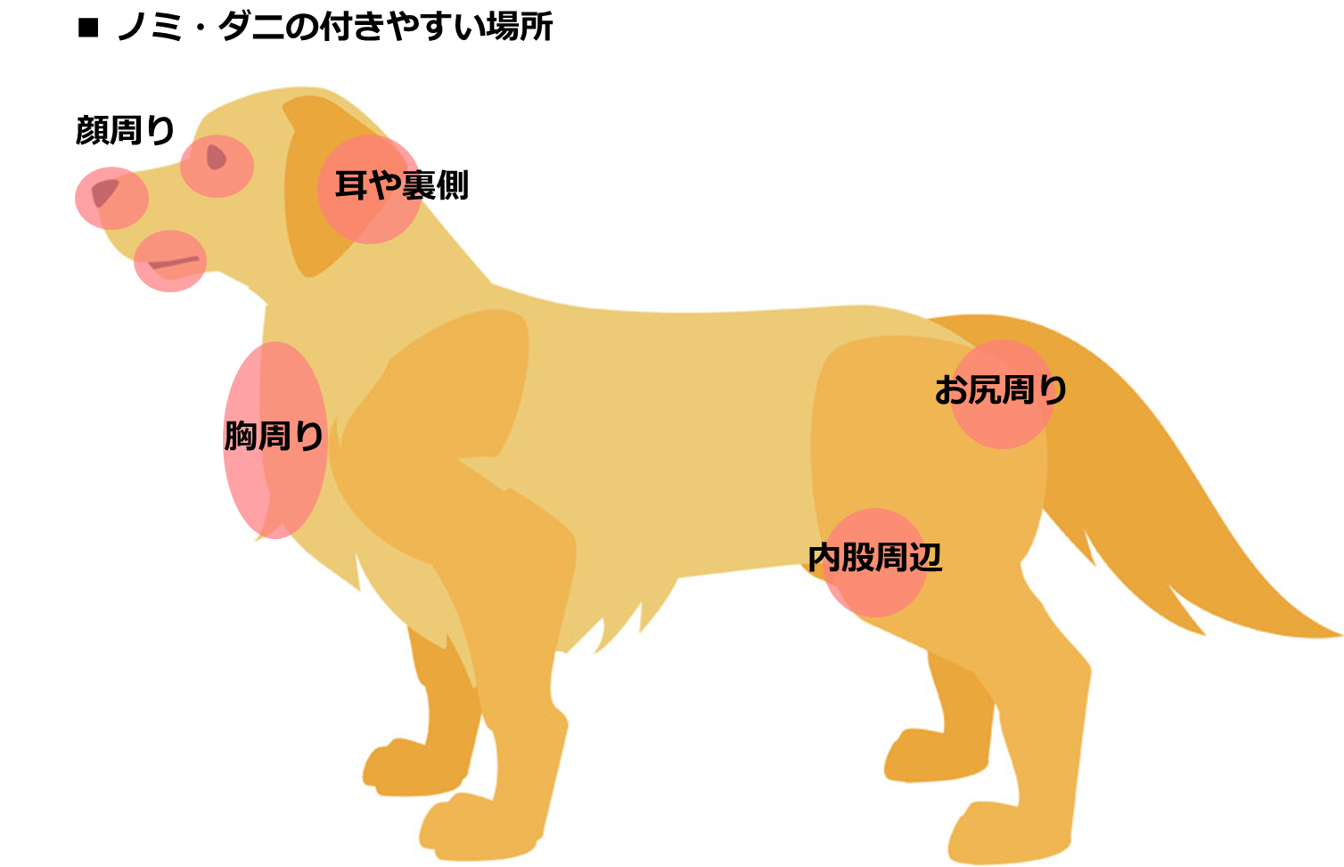 犬にノミ ダニが寄生した時の症状や見つけ方 取り方