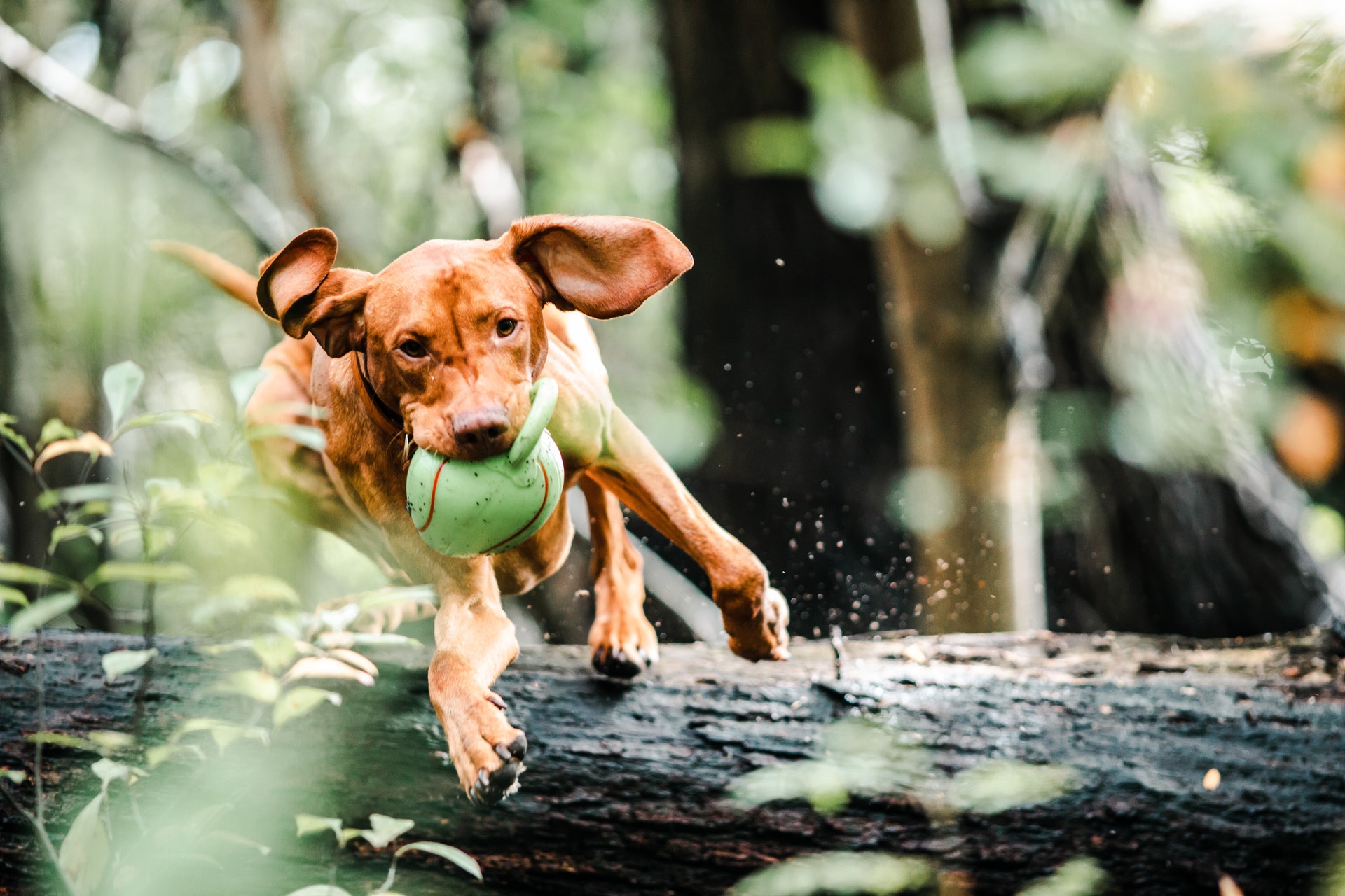 犬の行動 しぐさの本当の意味を解説します 前編