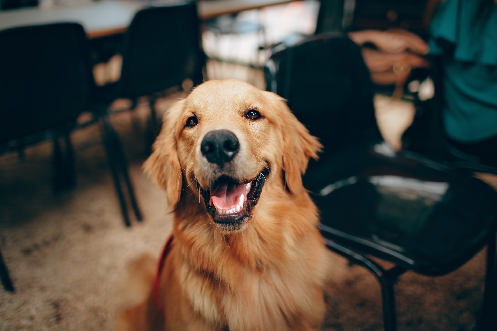 歯を磨くのを嫌がる犬に対する歯磨きの仕方 犬も歯が命