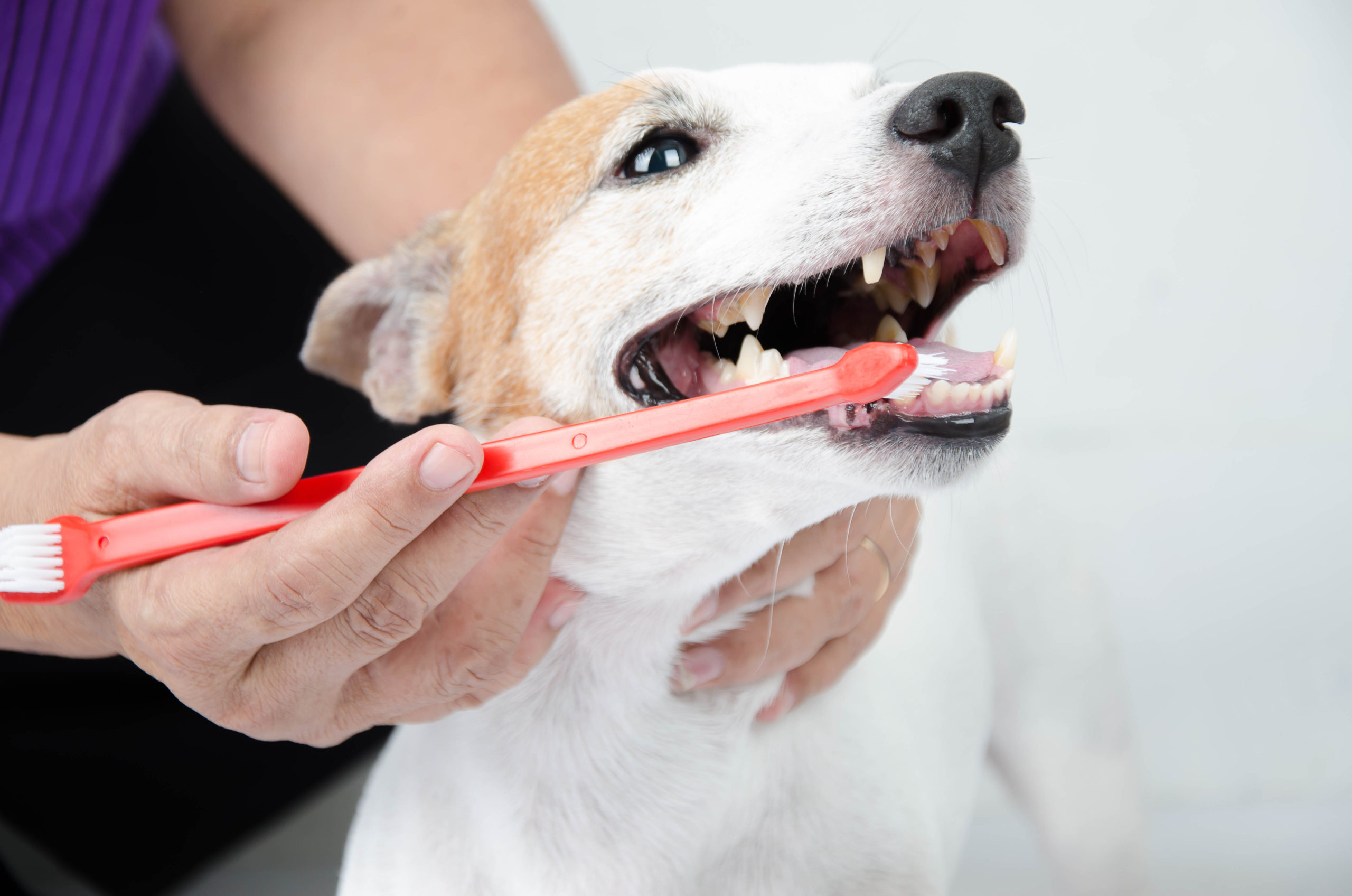 犬のデンタルケア 歯磨きガム 歯磨きおもちゃ 歯磨きシートなどの選び方