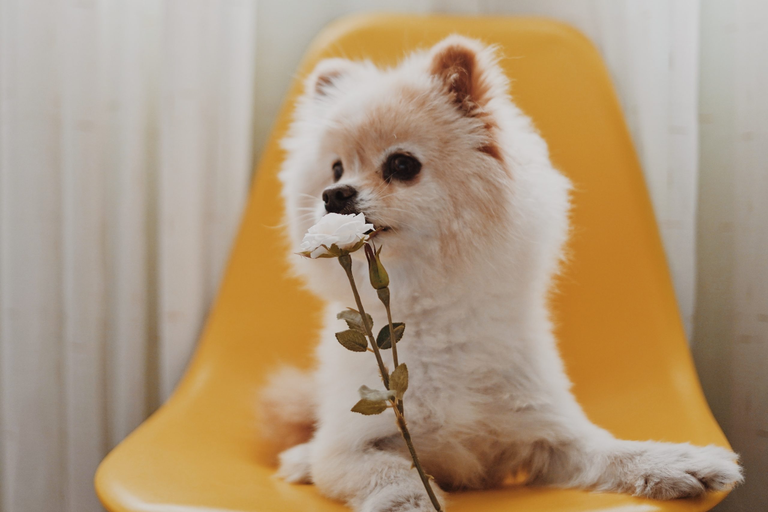 犬の行動 しぐさの本当の意味を解説します 後編