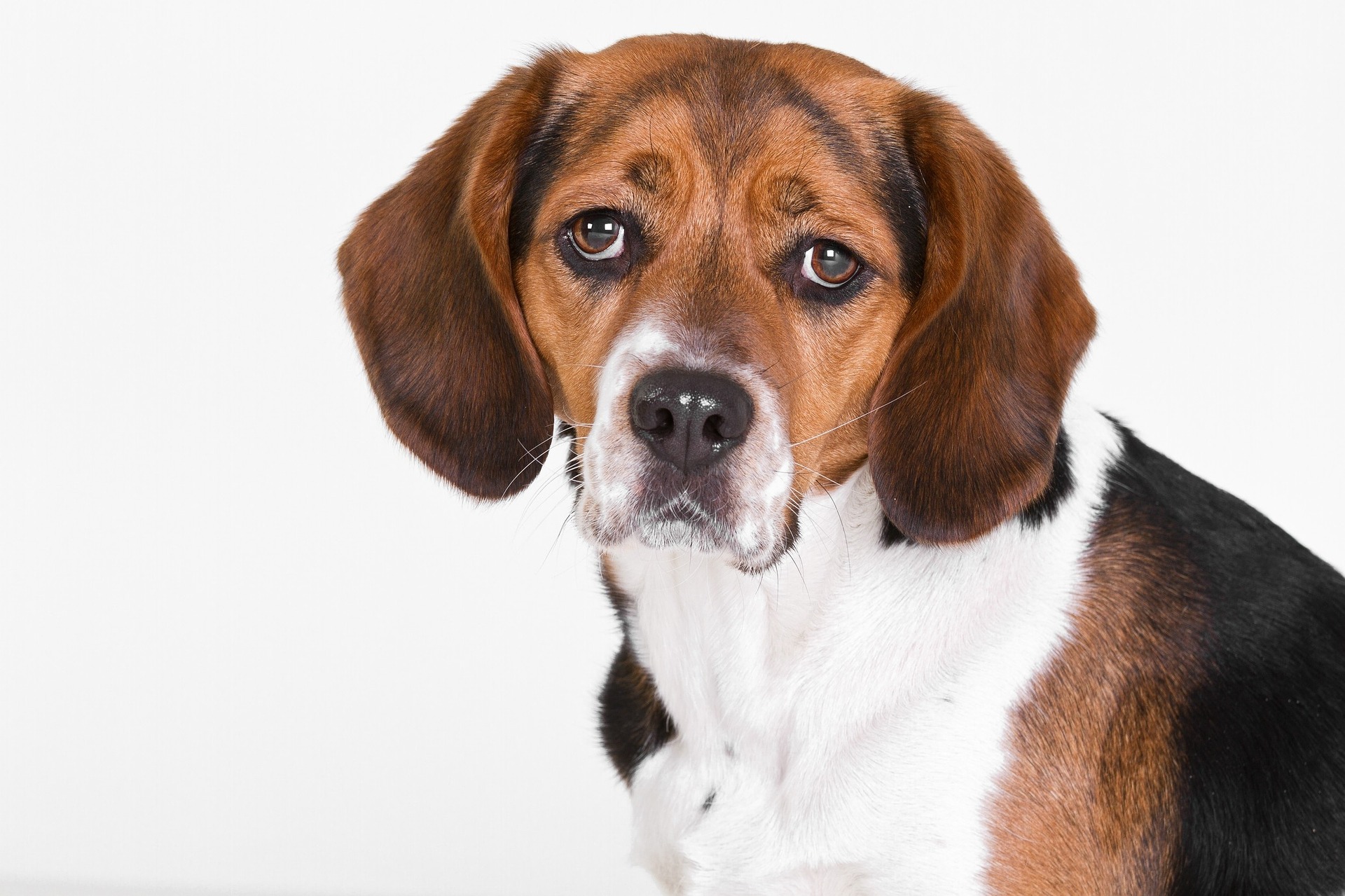 犬の慢性腎不全 腎臓病 食べていい食材 いけない食材