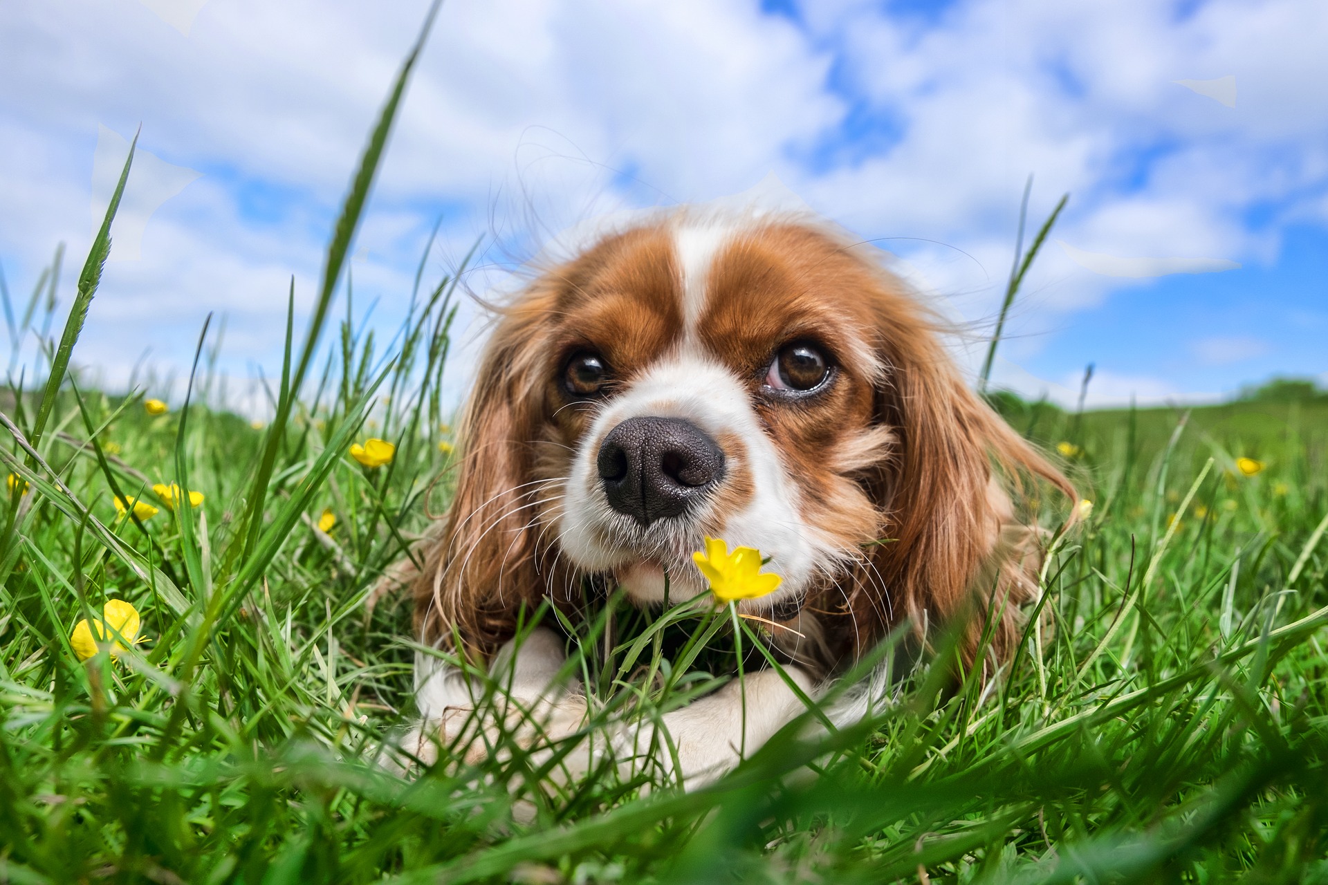 犬が白い泡を吐く原因 症状からみる対処方法