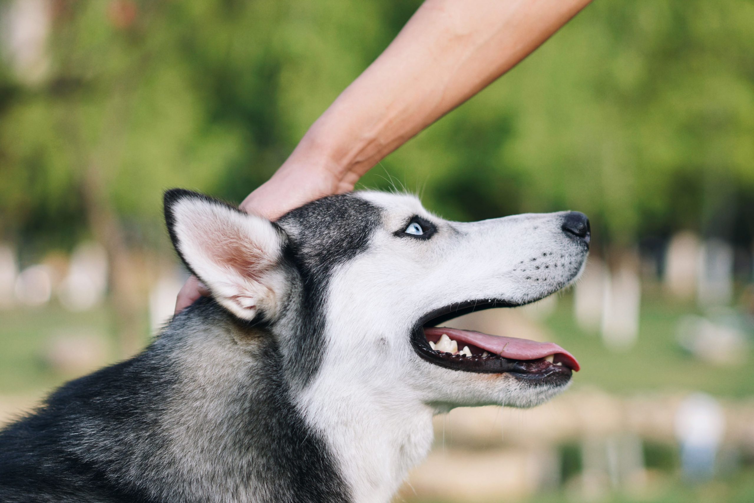 犬の要求吠えはいつまで続く ７つの根本的なしつけ方法