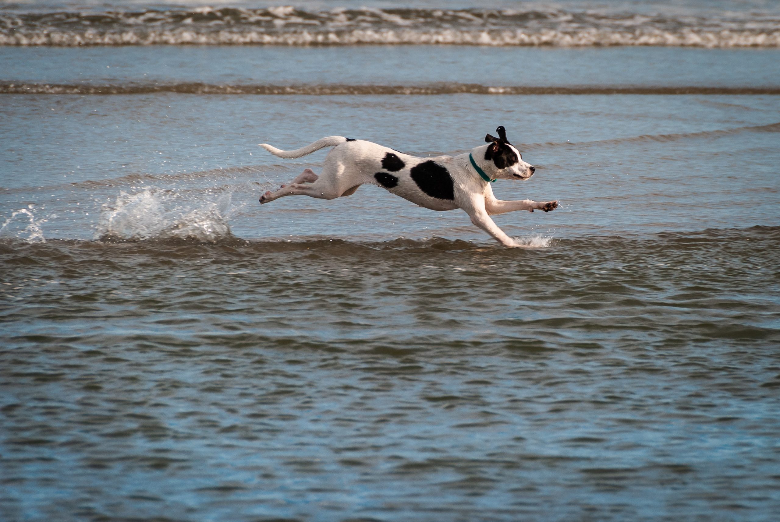 犬の病気ランキング 膝蓋骨脱臼症 パテラ の症状 治療法 予防法と治療費用