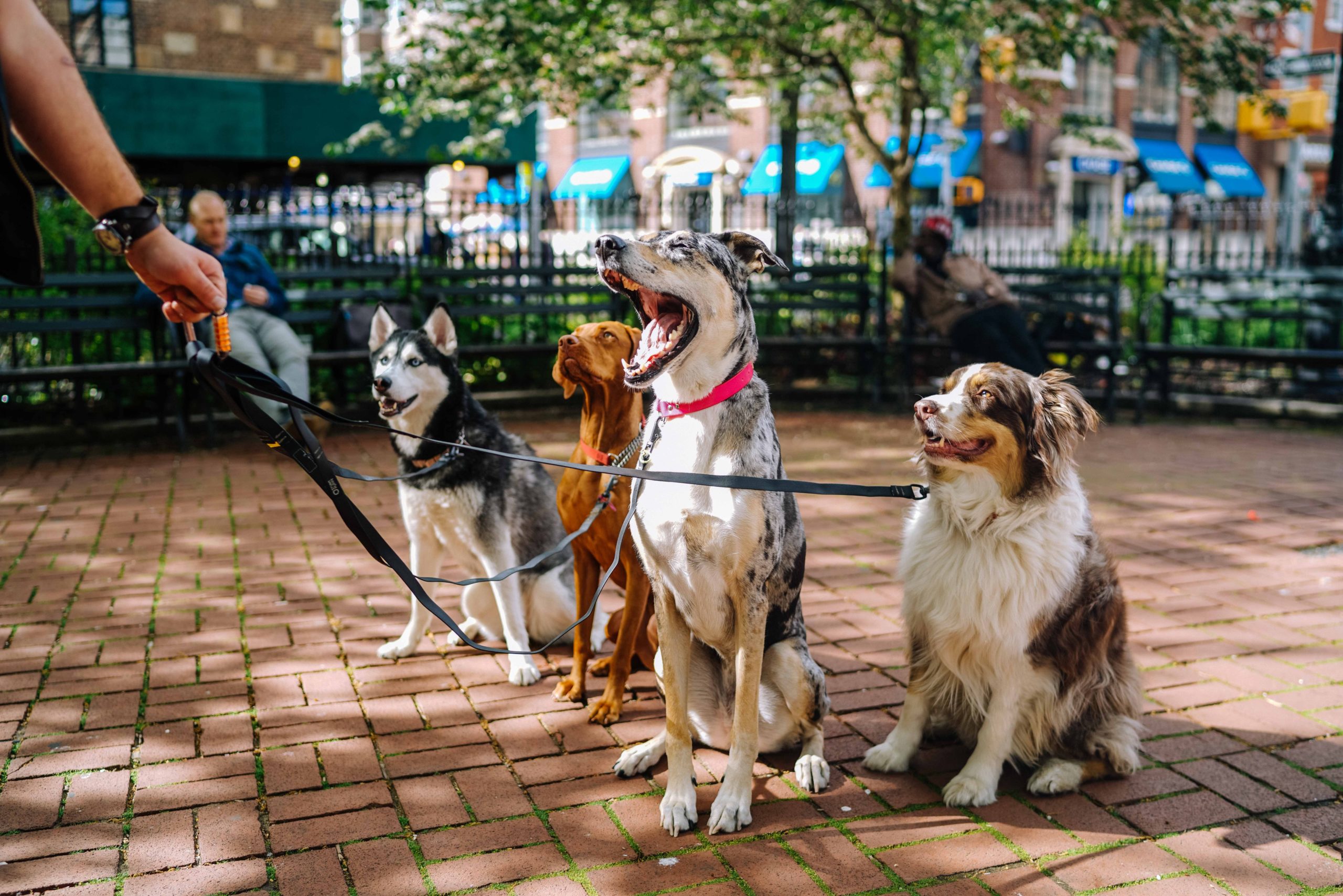 おやつを使った子犬のしつけ方法５選