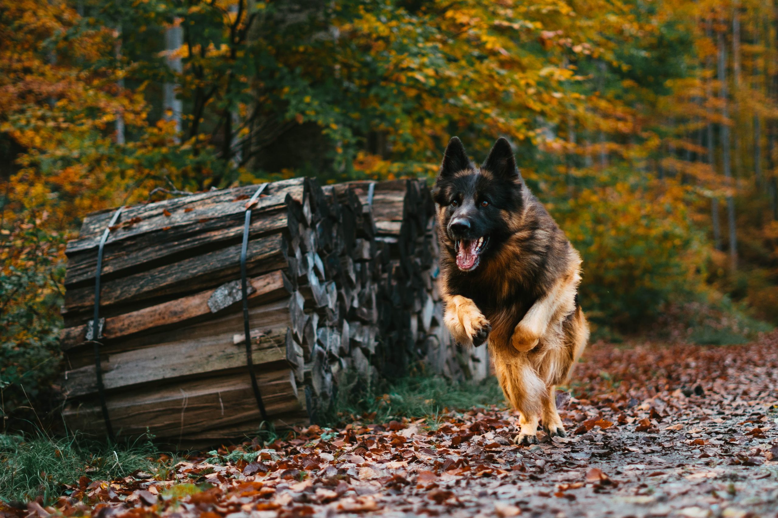 犬の無駄吠えが治らない理由 しつけはまず飼い主から