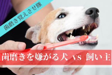 歯磨きを嫌がる犬の歯磨きの仕方