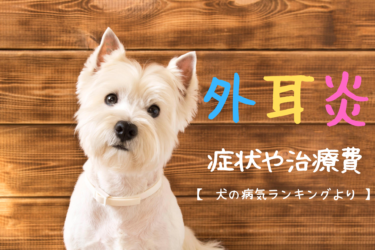 犬の外科手術ランキングと手術費用の相場を大公開します