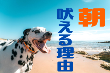 犬の朝吠えがひどい 吠える理由としつけ方法