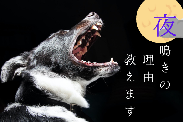 老犬が夜鳴きする理由としつけ対策、夜泣き、やめさせる、うるさい、防音