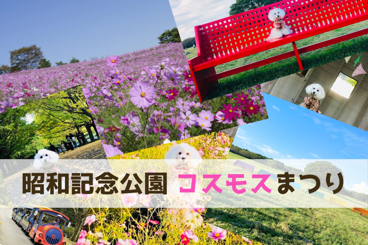 国営昭和記念公園、東京都立川市、ペット同伴可能、ドッグラン、コスモスまつり２０２０