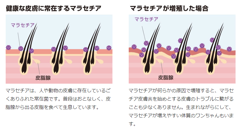 犬の病気ランキング 犬マラセチア性皮膚炎の症状 治療法 予防法と治療費用