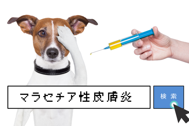 犬の病気ランキング 犬マラセチア性皮膚炎の症状 治療法 予防法と治療費用