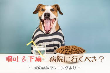 愛犬の嘔吐や下痢 動物病院に連れて行くタイミングと判断基準 犬の病気ランキング