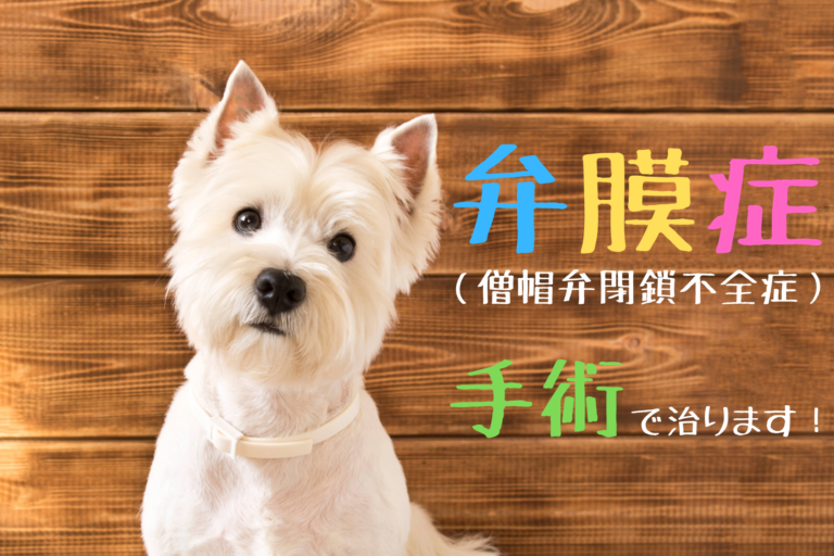 犬の弁膜症 僧帽弁閉鎖不全症 現在は手術で完治を目指せます