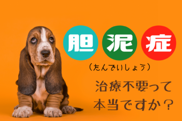 犬の胆泥症とは 治療の必要性や関連する病気についても解説します