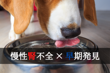 犬の慢性腎不全 腎臓病 食べていい食材 いけない食材