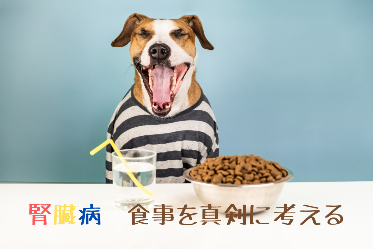 犬の慢性腎不全（腎臓病）、食べ物食材、食べていい、いけない、サプリメント