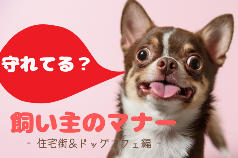 犬の飼い主のマナー 気を付けたいポイント 住宅街 ドッグカフェ編