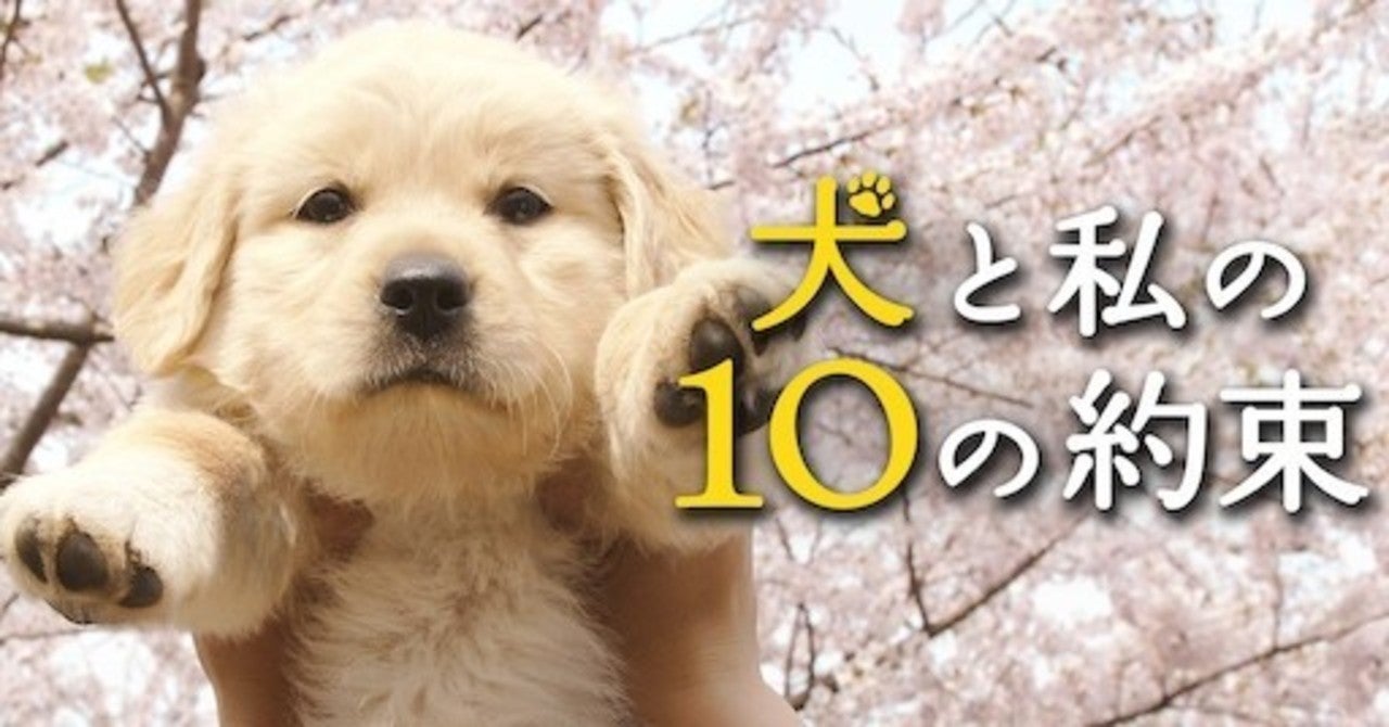 感動 泣ける オススメ犬の映画16選 感動作からコメディーまで厳選 感動 泣ける オススメ犬の映画16選 感動作からコメディーまで厳選