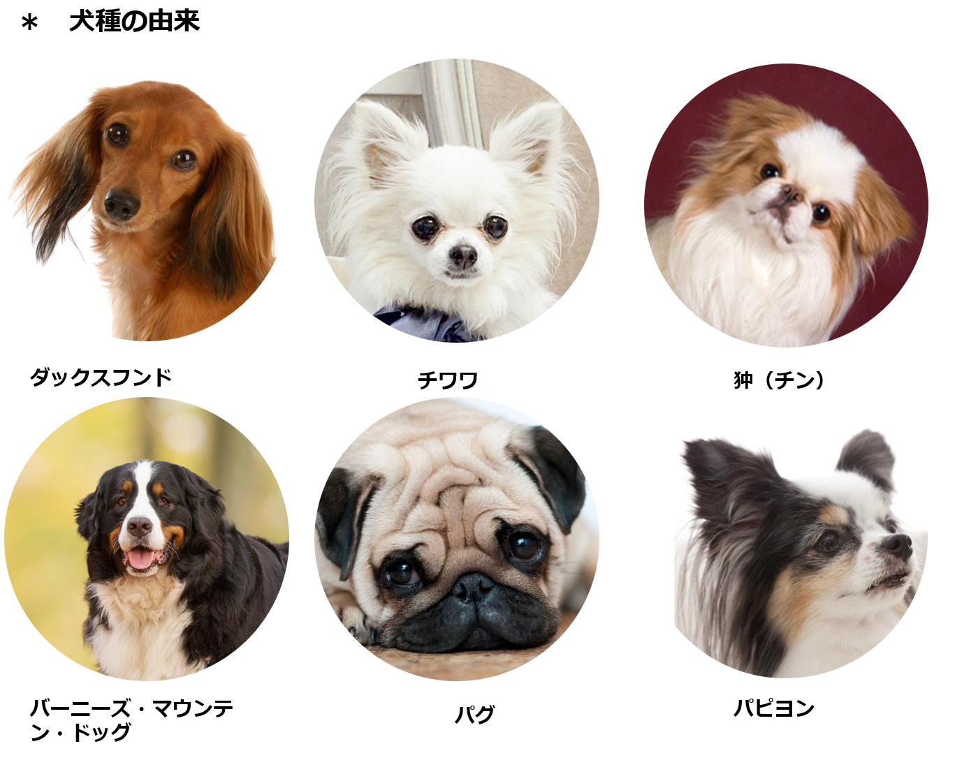 人気犬種の名前の由来教えます ３６犬種 どのくらい知っていますか