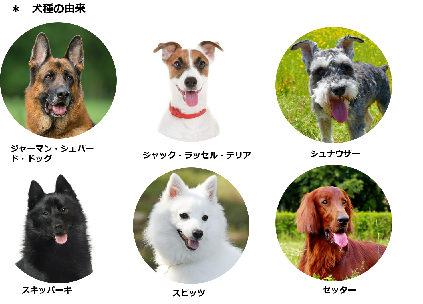 人気犬種の名前の由来42種