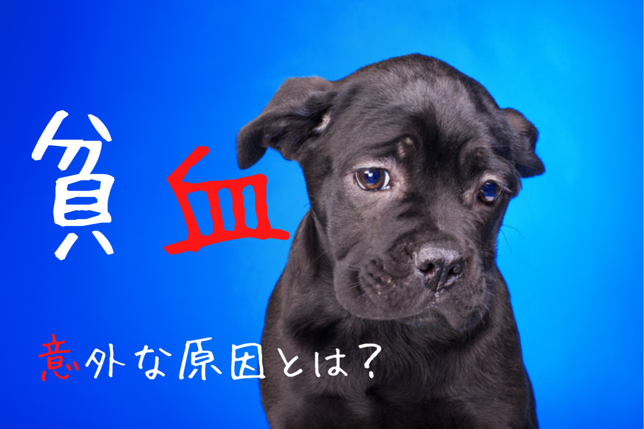 犬の貧血、原因、症状、鉄分、食事、食材