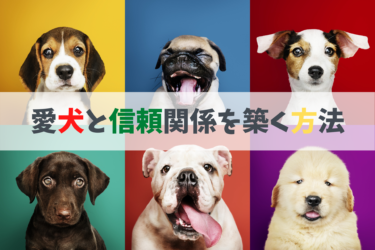 犬の噛み癖 マーキング 食糞を防止する手作りスプレー５選