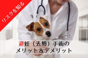 犬の避妊手術 去勢手術 のメリットとデメリット