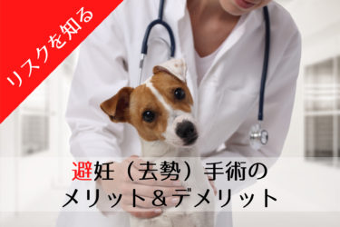 犬の避妊手術（去勢手術）のメリットとデメリット
