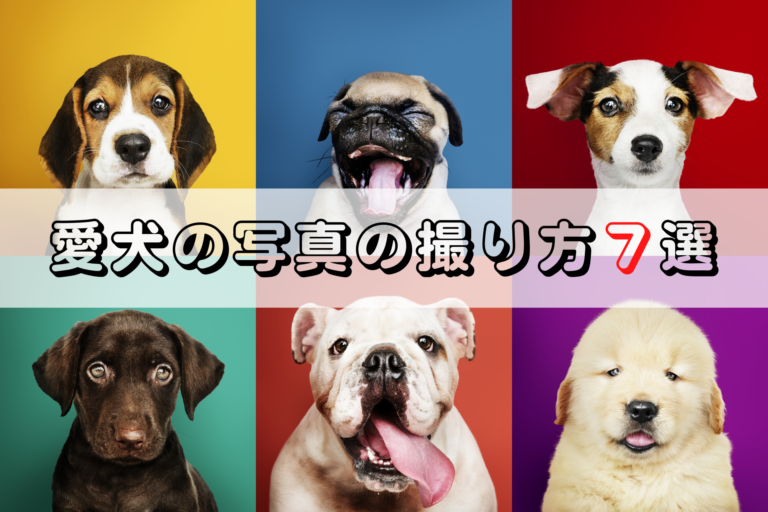 愛犬 愛猫の写真をスマホで可愛く撮るオススメの方法７選