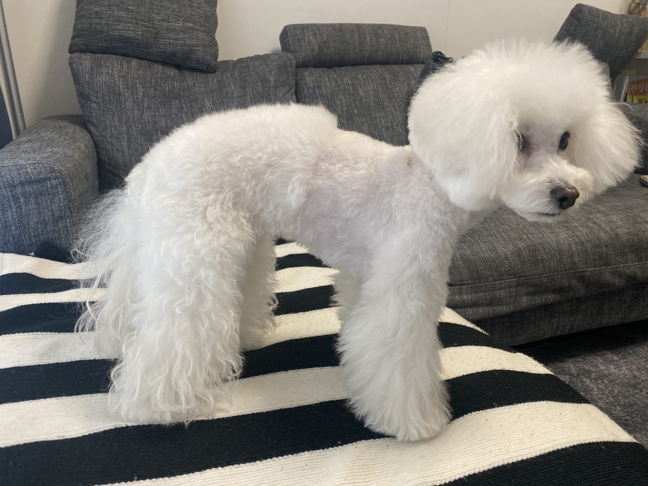 トイ プードルのおパンツカット記録 ドッグサロン 栗と海 墨田区押上