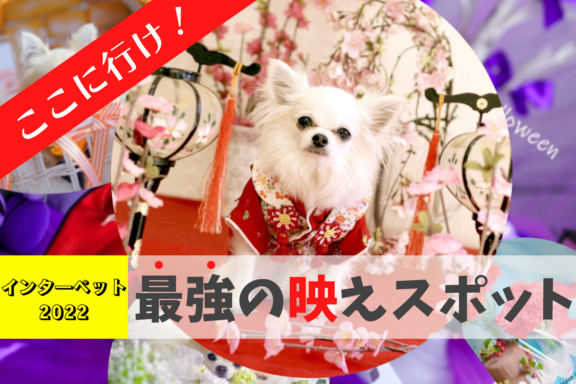 最強の映えスポットを紹介 インターペット東京22で絶対に行くべきスポットはここだ