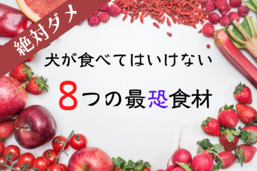 決定版 犬が食べてはいけないもの２００選 野菜 果物 魚 肉など