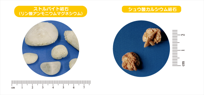 犬の病気 尿結石 尿石症 の症状 治療法 予防法と治療費用