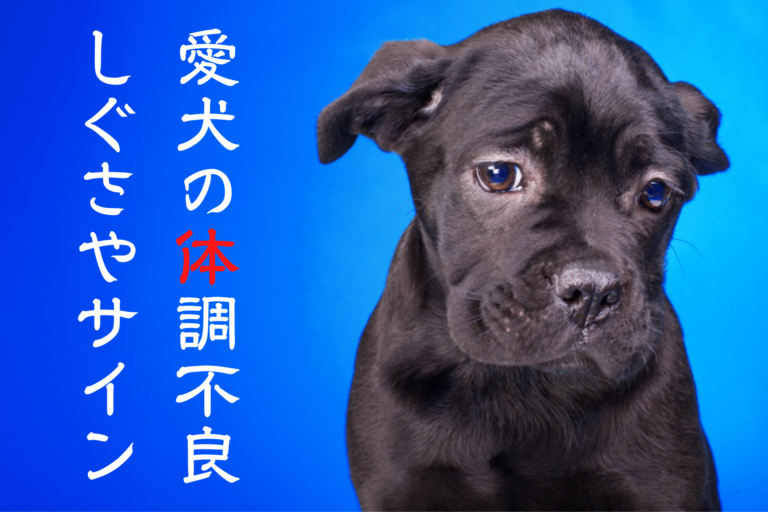 人間と同じ 犬の体調不良 その1 人間と同じ 犬の体調不良 その1