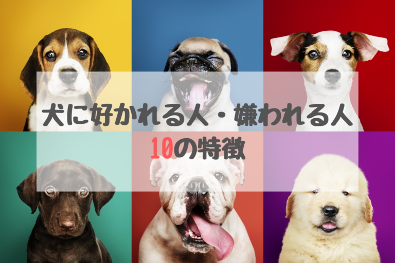 10の秘密 犬に好かれる人と嫌われる人の特徴とは