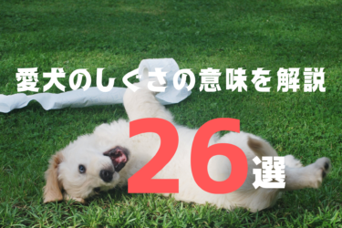 犬の行動 しぐさの本当の意味を解説します 前編