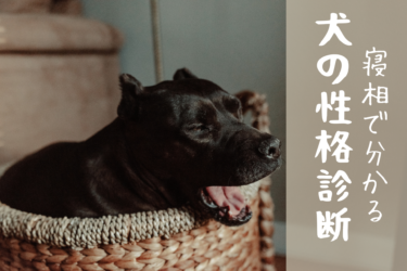 【 犬の性格診断 】寝相から分かる愛犬の性格