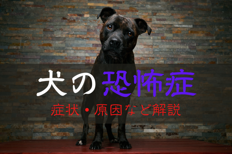 犬の恐怖症 怖がりパニックを起こす病気の症状と対策